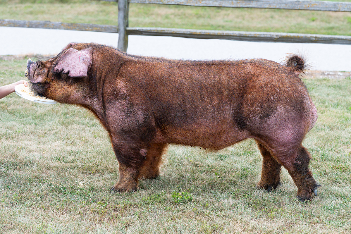 FSF Grizzly