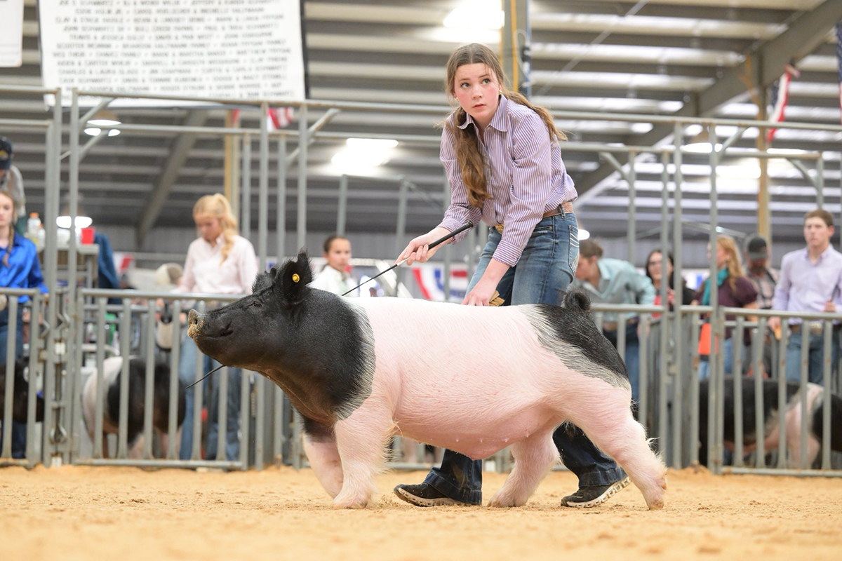 San Angelo Grand Champion Market Barrow