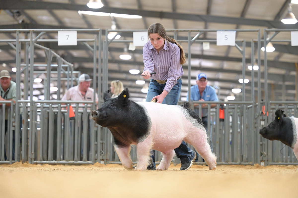San Angelo Grand Champion Market Barrow