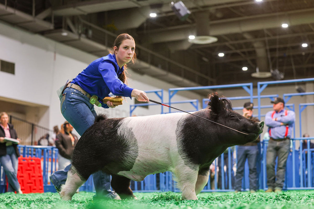 Houston Class Winning Cross Barrow