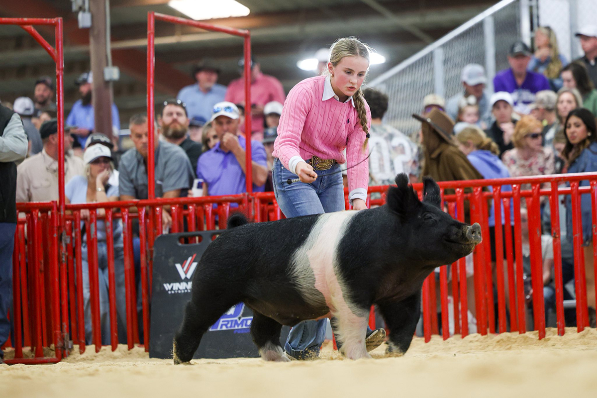 San Antonio Hampshire Barrow