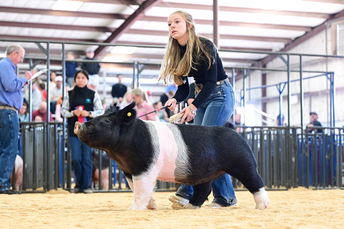 San Antonio Class Winning Crossbred Gilt
